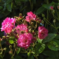 **** :: ИННА ПОРОХОВА