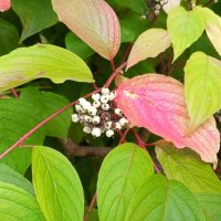 Дёрен :: Сапсан 