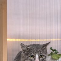 Гость по неволе :: Алексей Лукаев