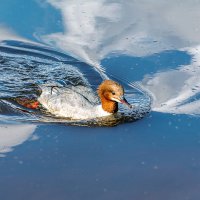 Большой крохаль :: Светлана Ищенко