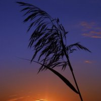Былинка на закате :: Александр Чашин
