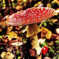 Осенний мухомор на Оленьем острове! :: Владимир 