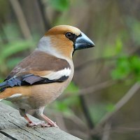 Дубонос :: Лина 