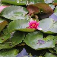 Есть в графском парке черный пруд... :: Ольга 