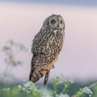 сова болотная :: юрий макаров