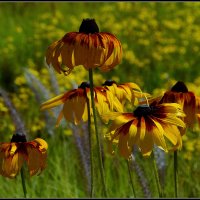 *** :: Aleksandr Gal