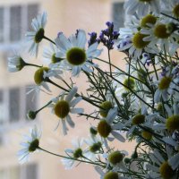 На столе ромашки белые стоят... Милые мордашки! Чистый, нежный взгляд! :: Татьяна Смоляниченко На столе ромашки белые стоят... Милые мордашки! Чистый, нежный взгляд! :: Татьяна Смоляниченко