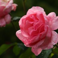 Доброе утро :: Юрий. Шмаков