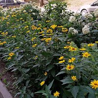 Цветы. :: Владимир Драгунский