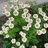 Цветы. :: Владимир Драгунский Цветы. :: Владимир Драгунский