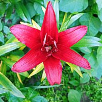 Цветы. :: Владимир Драгунский