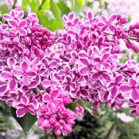 сирень :: Наталья сирень :: Наталья