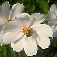 Космеи :: Елена Семигина Космеи :: Елена Семигина