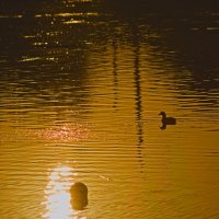 Утра начинается ,начинается )))) :: Giant Tao /