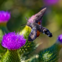 Бражник... :: Александр Посошенко