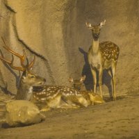 Август - Материнская ЛЮБОВЬ :: Владимир Максимов