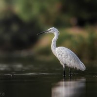 На утренней охоте :: Александр К.