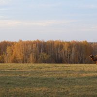 осенние мотивы :: Сергей 