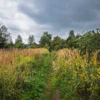 Трава по пояс... :: Nyusha .