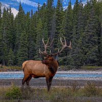 Олень Вапити :: Aleksey Afonin