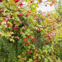 Калина :: Nyusha .