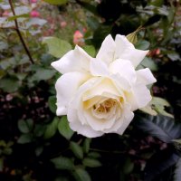 Нежная роза. :: Лия ☼ Нежная роза. :: Лия ☼