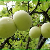 Дары лета. :: Ольга Довженко