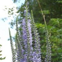 Вероника длиннолистная :: Freddy 97