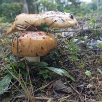 После дождя. :: Вячеслав. Синицын