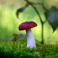 Красная  сыроежка :: Геннадий Супрун