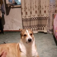 Добрыня :: Василий 