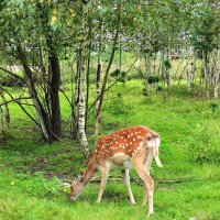 Косуля :: Любимова Ольга 