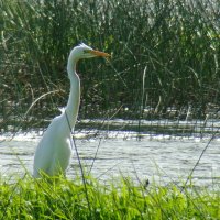 большая белая цапля :: gawrilа - dan