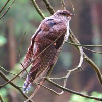 Кукушка :: Андрей Снегерёв Кукушка :: Андрей Снегерёв