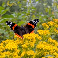 бабочки августа  4 :: Александр Прокудин