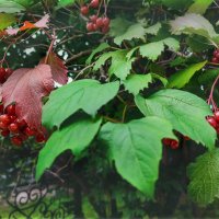 Скоро осень... :: AZ east3