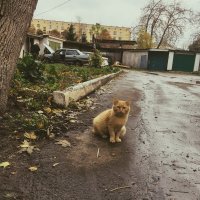 Рыжий :: Ирина Курмалеева