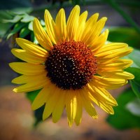 Август. :: Владимир 