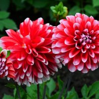 Цветы на городских клумбах :: Милешкин Владимир Алексеевич 