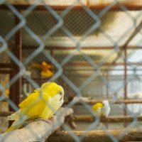 В_СЕТЯХ :: Сергей Янович Микк