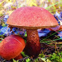 Осень...Грибы подморозило! :: Владимир 