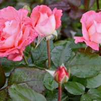 Розы. :: сергей ермошкин