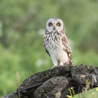 сова болотная- белая. :: юрий макаров
