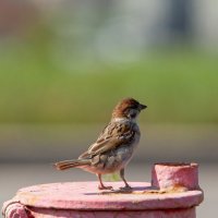 НА СТРАЖЕ "ПОЖАРНИК " :: Denis Doroshenko