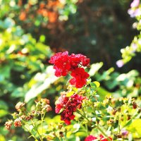 Розы :: Юрий Гайворонскiий