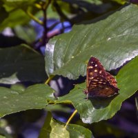 Бабочка прилетела попрощаться :: Сергей Цветков Бабочка прилетела попрощаться :: Сергей Цветков
