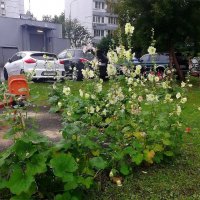 Городские будни. :: Ольга Довженко