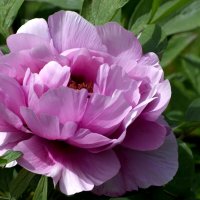 Весна в Ботаническом... Май. :: Наташа *****