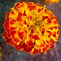 яркое солнышко :: Елена Семигина