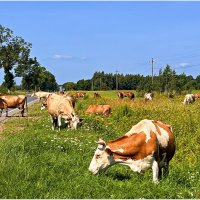 Сельская жизнь. :: Валерия Комова